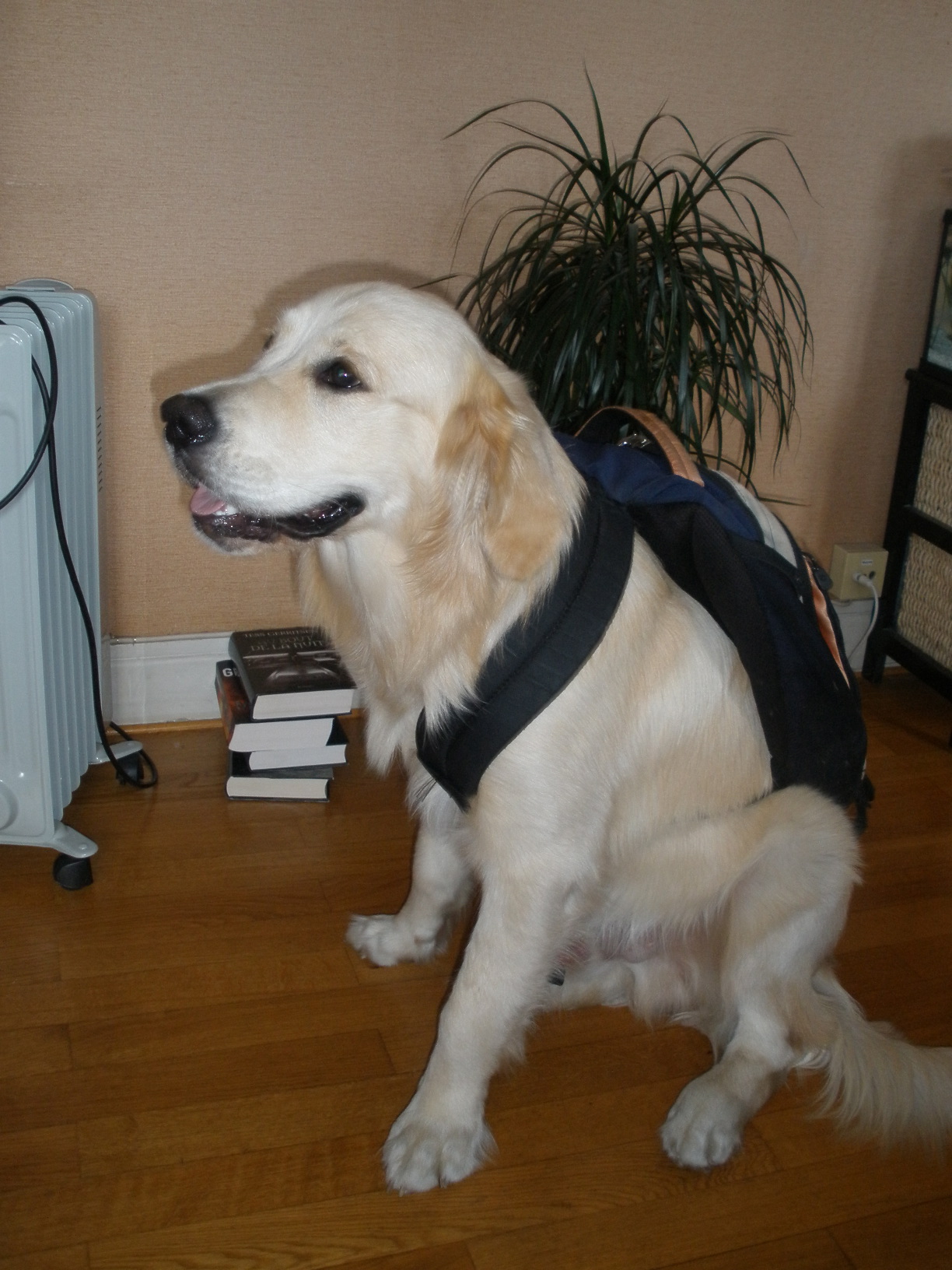 Notre chien golden retriever Diablo et son sac  dos